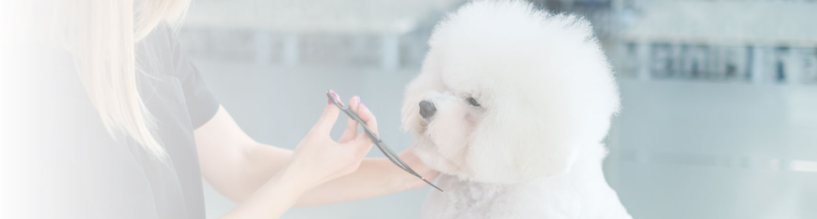 white dog getting groomed